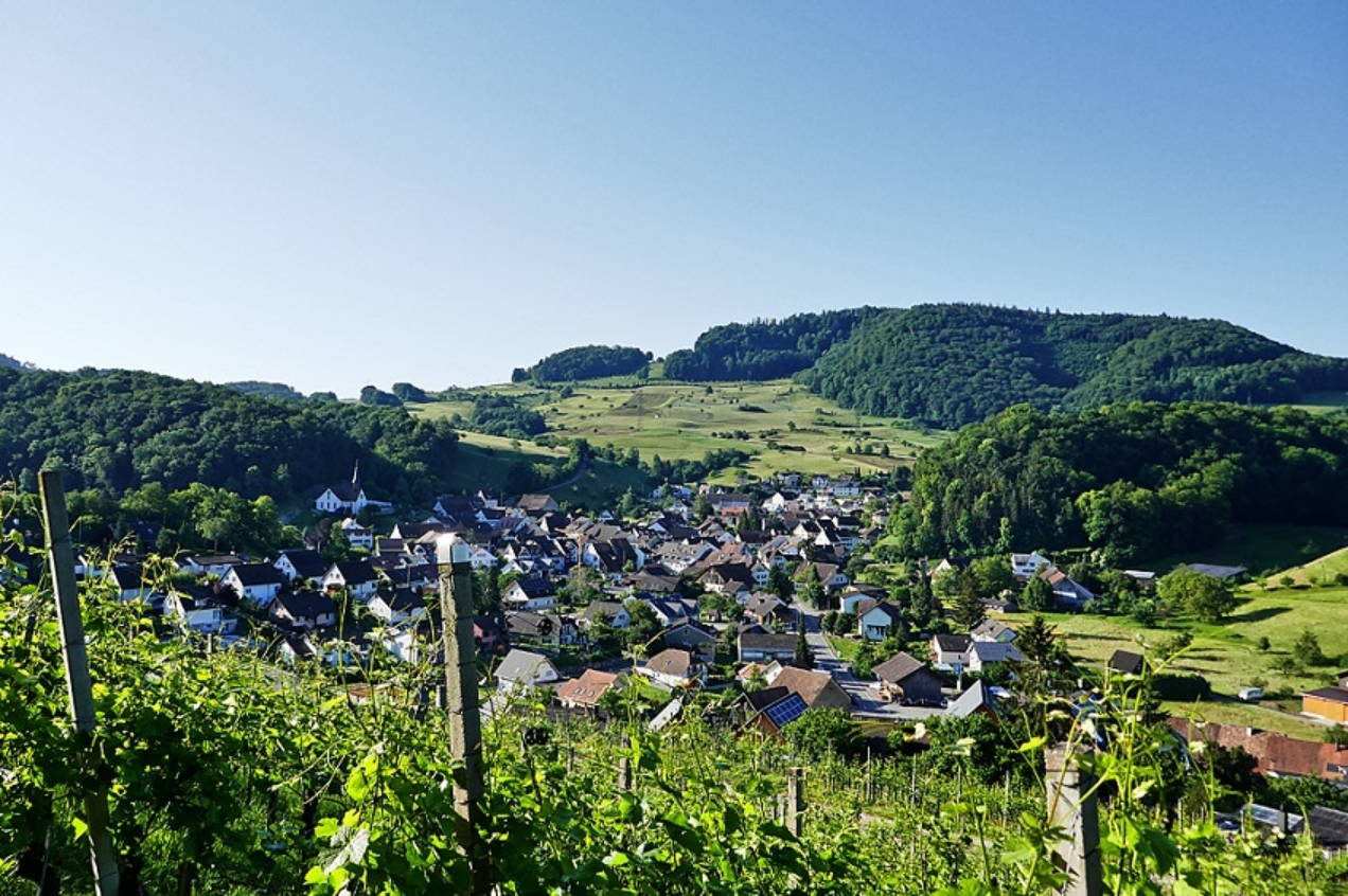 Maisprach und Buus Weinbaugebiet Baselland und Eigenkelterung Buess Weinbau und Weinhandel AG Sissach