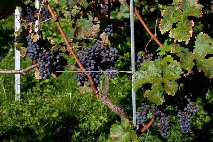 Violaceus Cabernet Franc Château Souaillon St. Blaise Neuchâtel