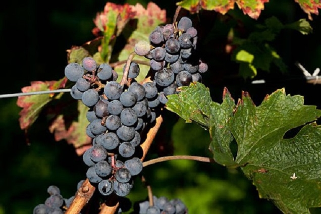 Violaceus Cabernet Franc Château Souaillon St. Blaise Neuchâtel