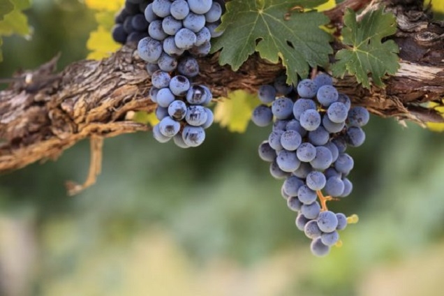 Le Bourguignon der burgundigste Schweizer Pinot Noir Château Souaillon St. Blaise Neuchâtel