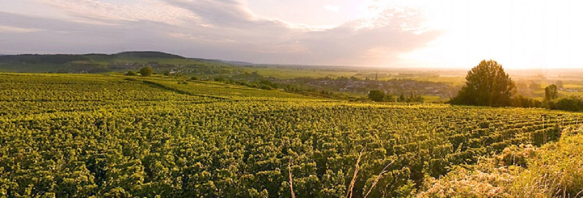 Meursault AOC JF Protheau bei Buess Weinbau und Weinhandel AG Sissach und im VinOptimum Basel