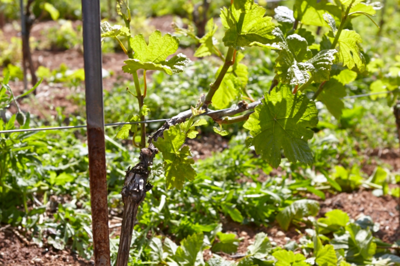 Le Bourguignon der burgundigste Schweizer Pinot Noir Château Souaillon St. Blaise Neuchâtel