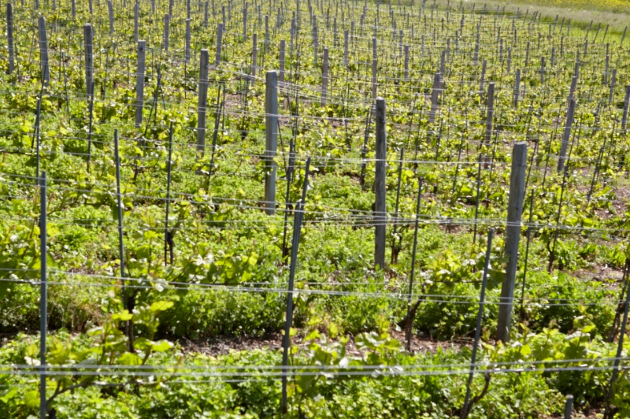 Le Bourguignon der burgundigste Schweizer Pinot Noir Château Souaillon St. Blaise Neuchâtel