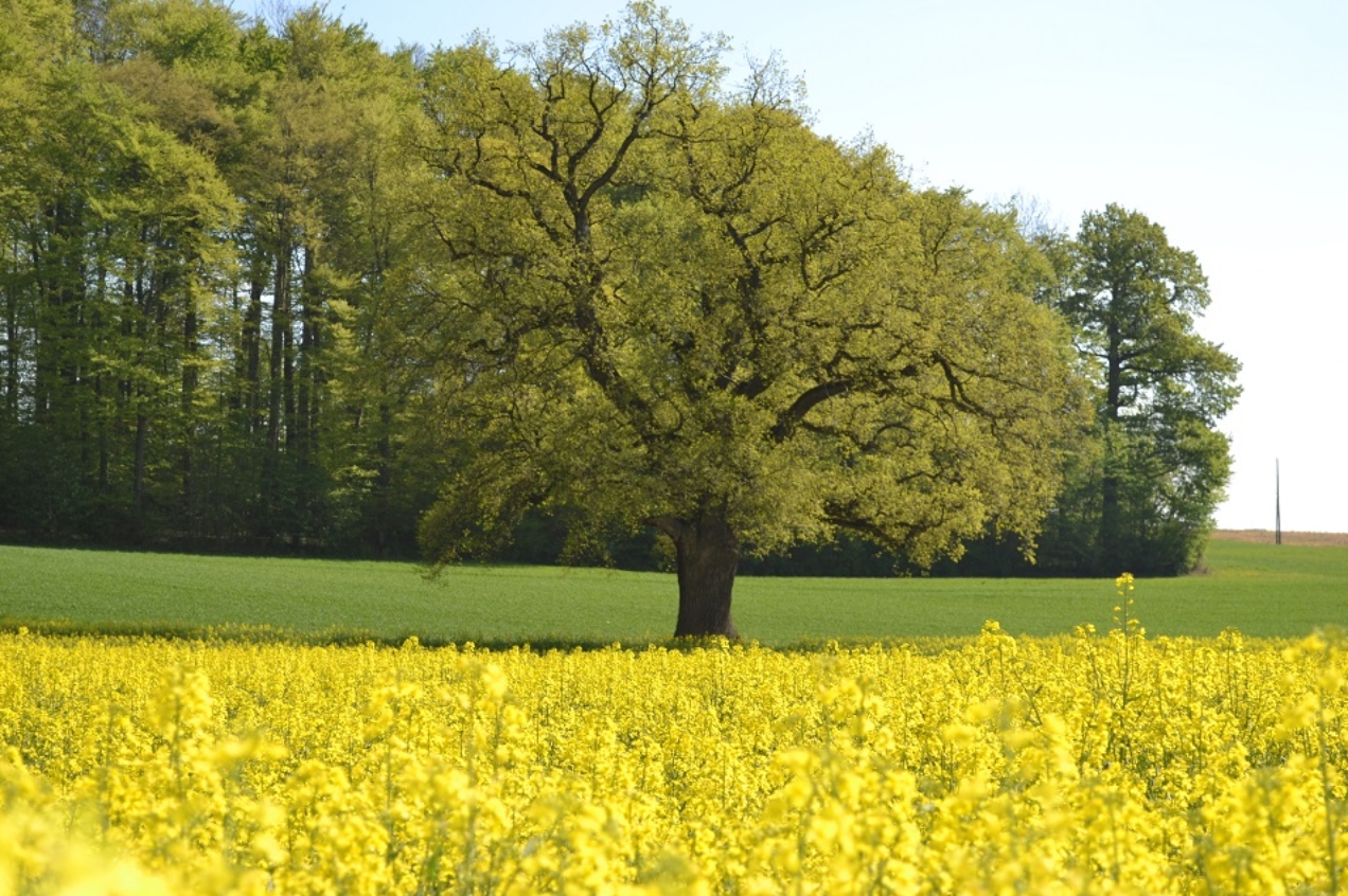 Chateau Souaillon in St. Blaise und champreveyres älteste Weinbaugebiet in der Region Neuenburg