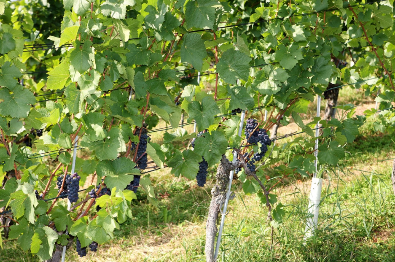Maisprach und Buus Weinbaugebiet Baselland und Eigenkelterung Buess Weinbau und Weinhandel AG Sissach