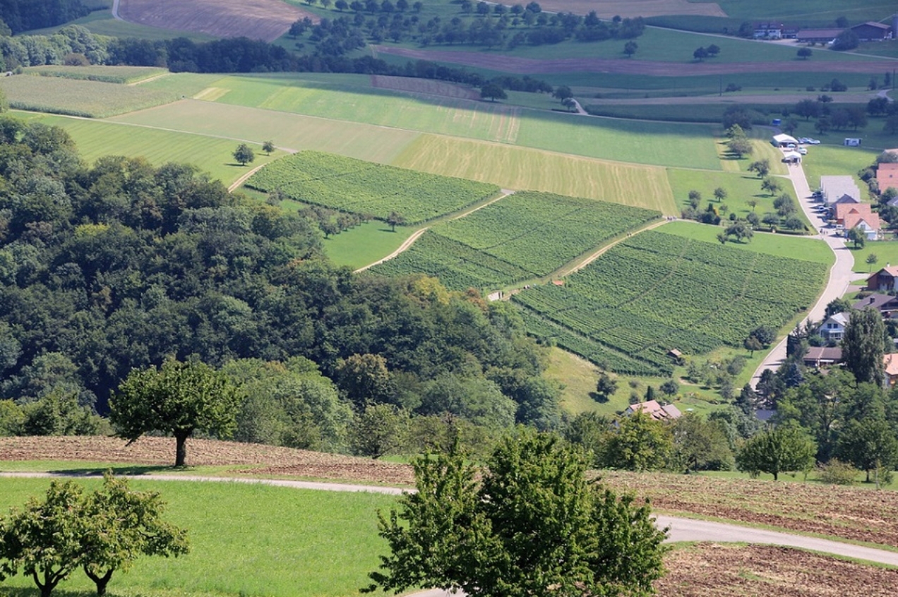 Maisprach und Buus Weinbaugebiet Baselland und Eigenkelterung Buess Weinbau und Weinhandel AG Sissach